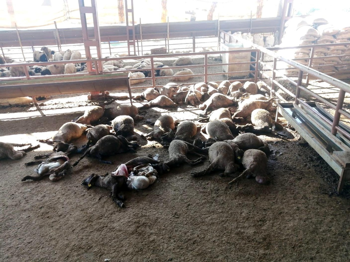 Mersin\'de ağıla giren köpekler 50 küçükbaş hayvanı telef etti