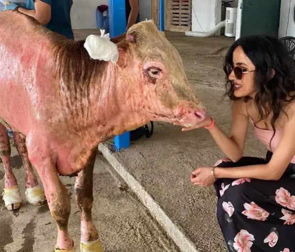 ORMAN YANGININDA YARALANAN HAYVANLAR, YENİ YAŞAM ALANLARINDA MÜZİKLE KARŞILANDI