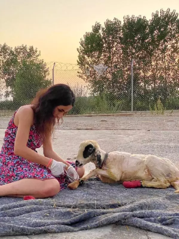 ORMAN YANGININDA YARALANAN HAYVANLAR, YENİ YAŞAM ALANLARINDA MÜZİKLE KARŞILANDI