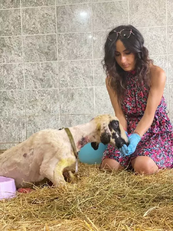 ORMAN YANGININDA YARALANAN HAYVANLAR, YENİ YAŞAM ALANLARINDA MÜZİKLE KARŞILANDI