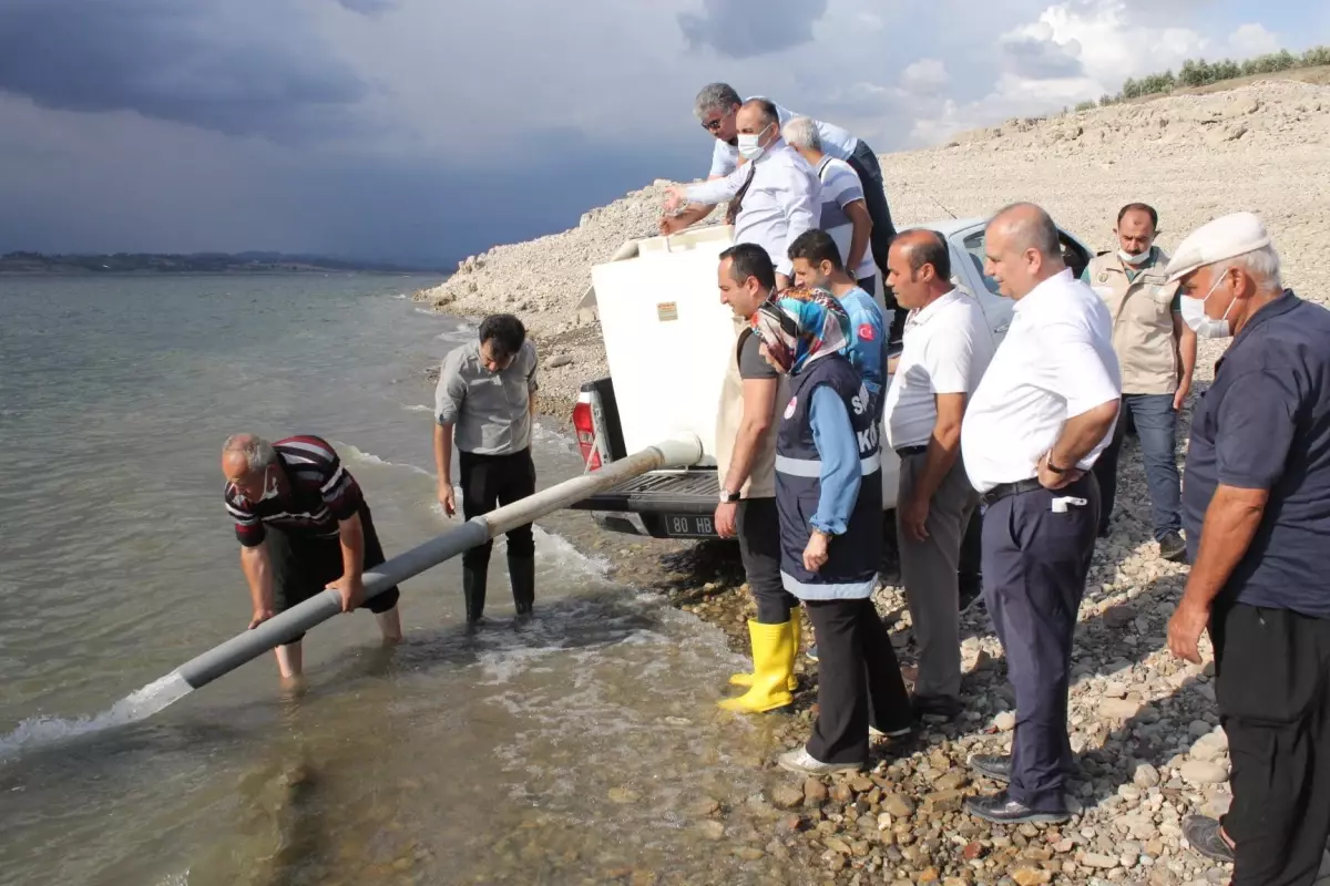 Son dakika haber: Osmaniye\'de Aslantaş Baraj Gölü\'ne 132 bin sazan yavrusu bırakıldı