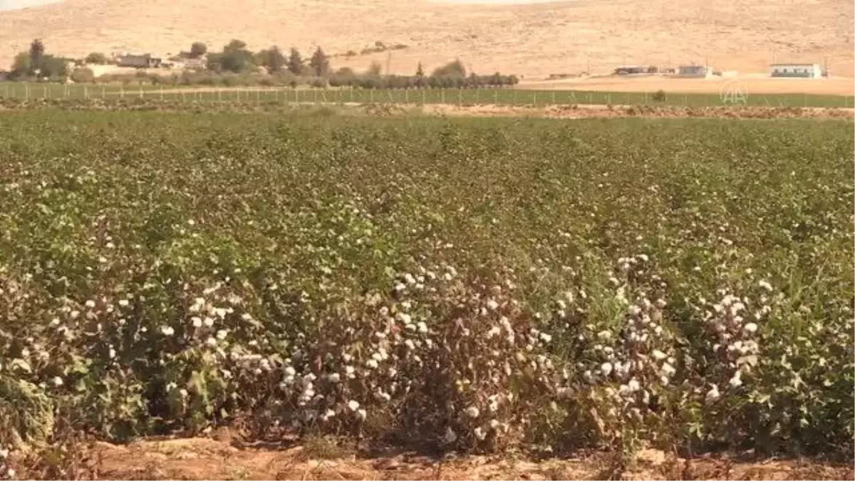 ŞANLIURFA - Şanlıurfa\'da "beyaz altın" hasadı başladı