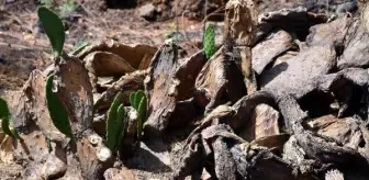 Son dakika! Yangın sonrası Marmaris'te doğa, yeniden canlanıyor