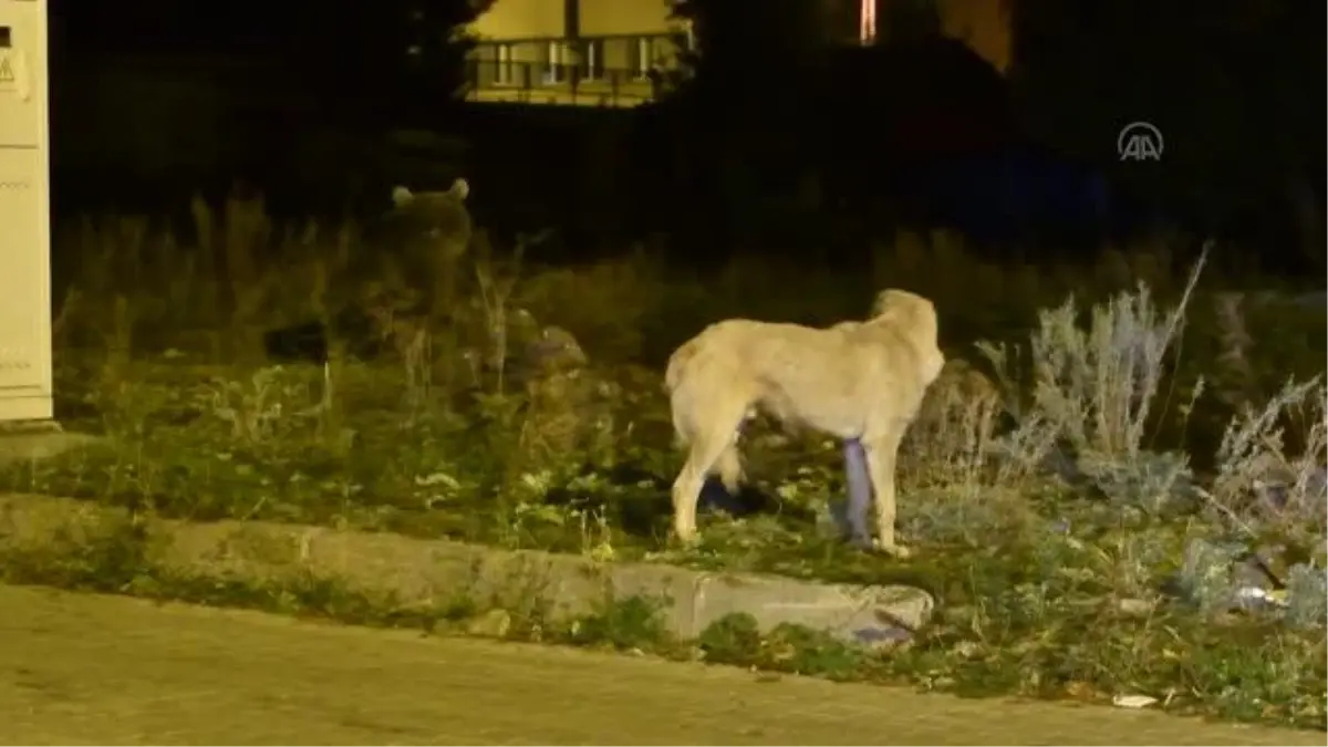 Bozayı ve köpeklerin çöpten ekmek kavgası görüntülendi