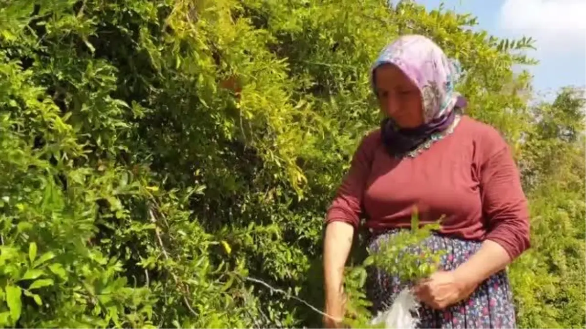 Son dakika haberi! Çukurovalı kadınların geleneksel nar ekşisi mesaisi