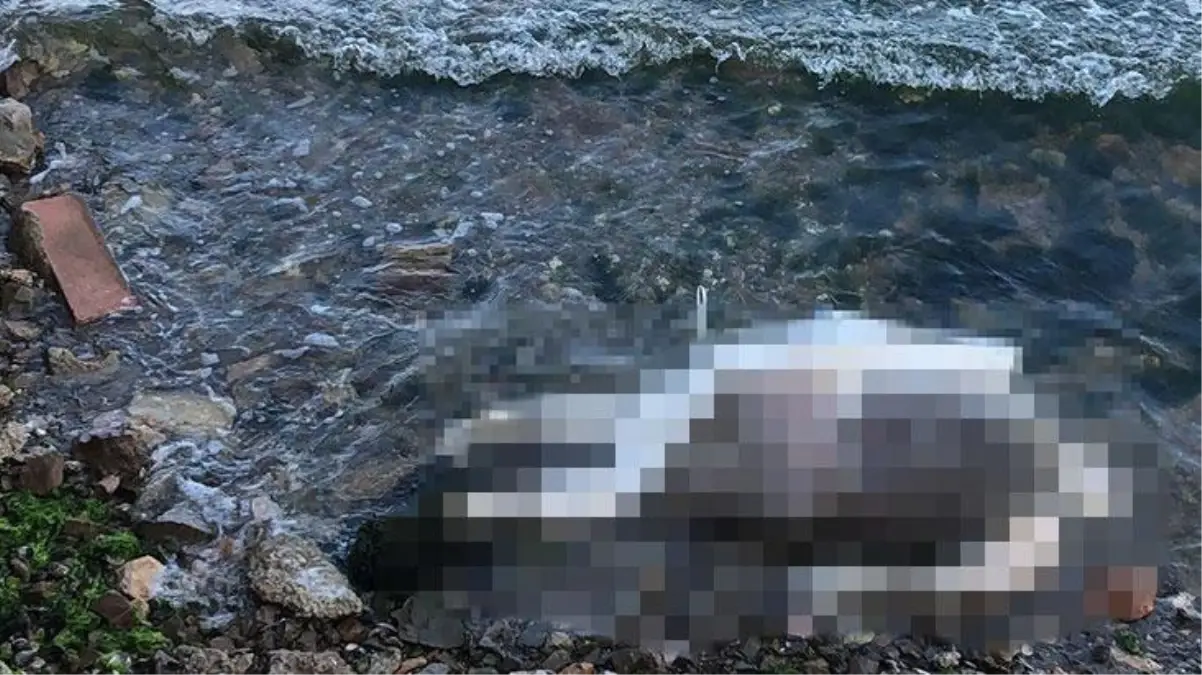 Kocaeli\'nde korkunç olay! Sahilde el ve ayakları bağlı, işkence görmüş erkek cesedi bulundu