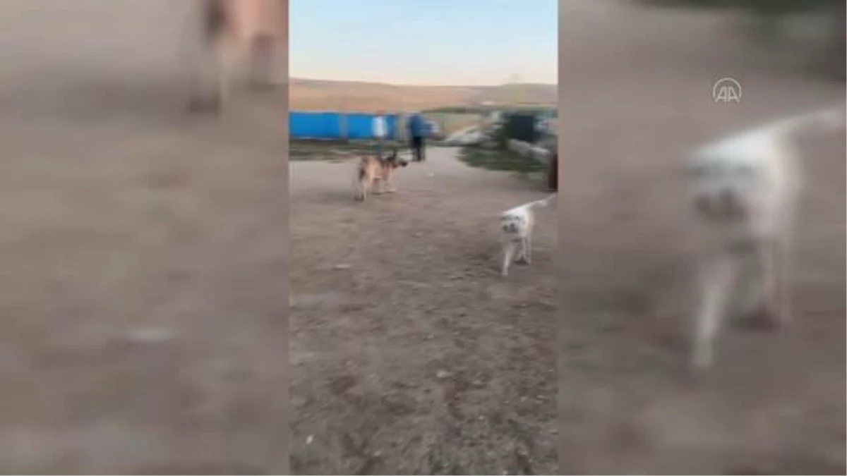 Sokak köpeklerinin Sinop\'taki sel felaketiyle ayrılan yolları Ankara\'da birleşti