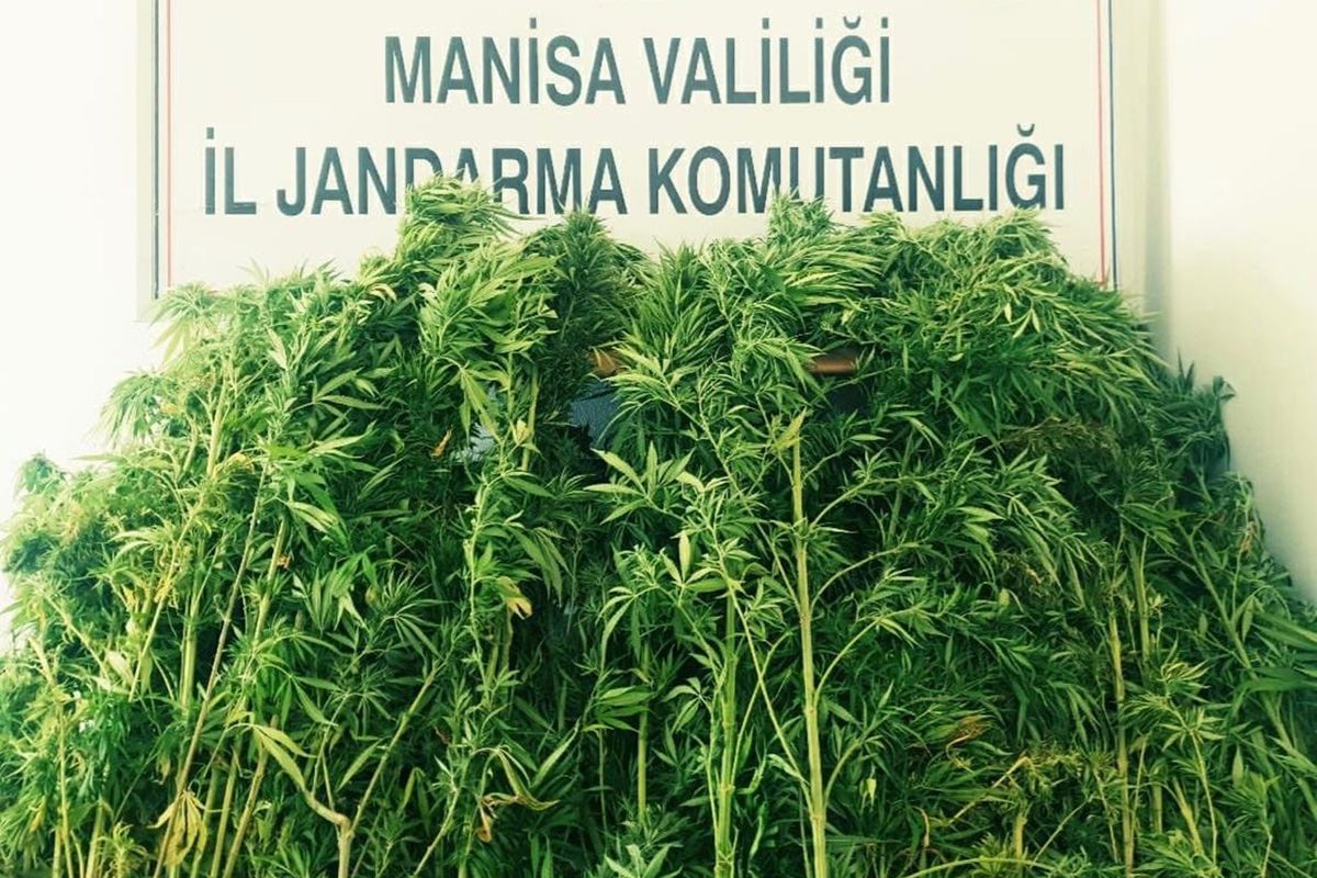 Turgutlu\'da 71 kök Hint keneviri ele geçirildi