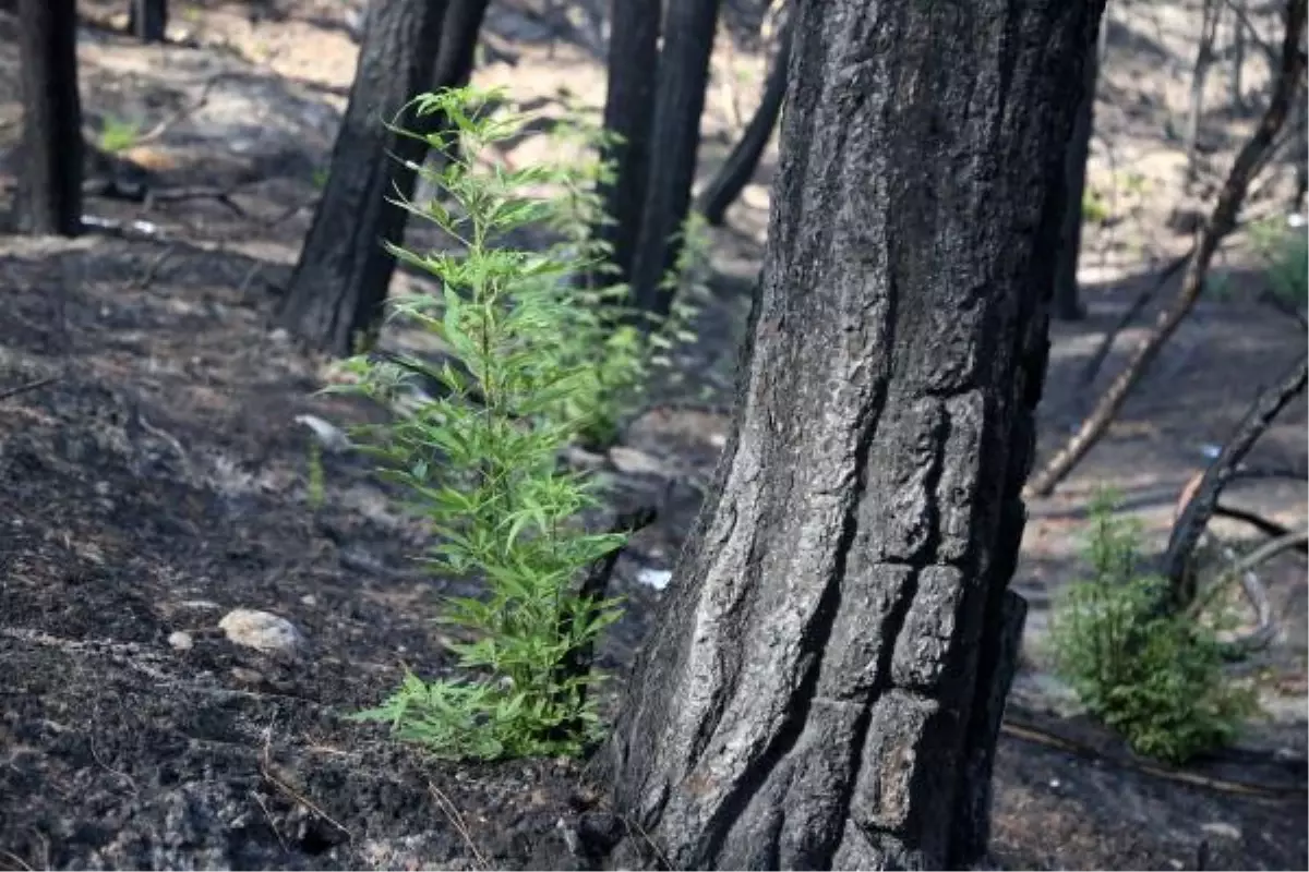 TÜRKİYE\'NİN EN BÜYÜK YANGINI SONRASI DOĞA YENİDEN CANLANIYOR
