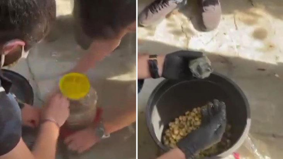 Zeytin bidonlarına gizlemişler! Tarihi eser değeri taşıyan 86 parça eser ele geçirildi