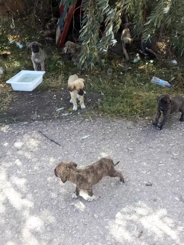 30'a yakın yavru köpeği yol kenarına bırakıp kaçtılar