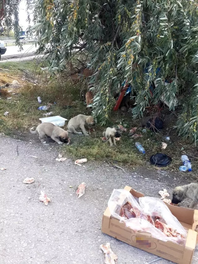 30'a yakın yavru köpeği yol kenarına bırakıp kaçtılar