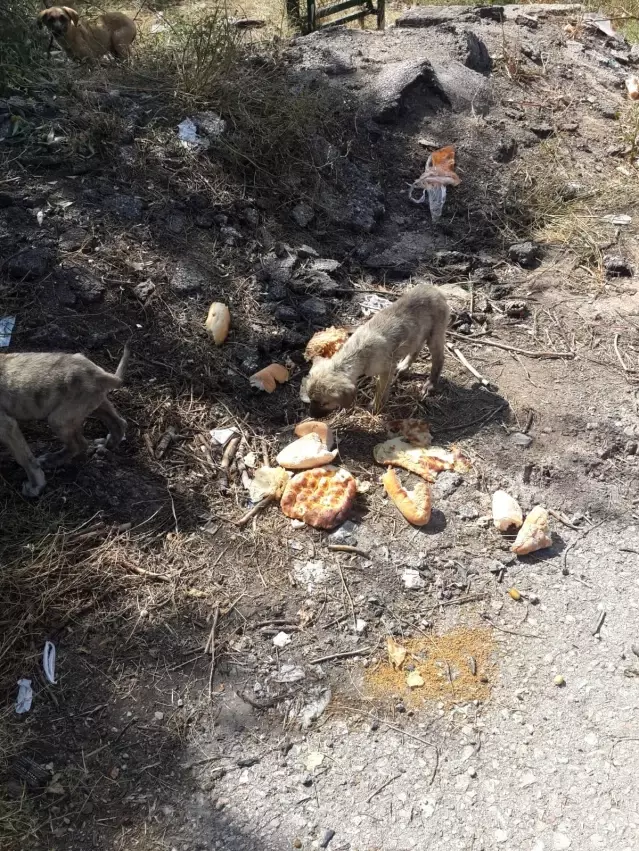 30'a yakın yavru köpeği yol kenarına bırakıp kaçtılar