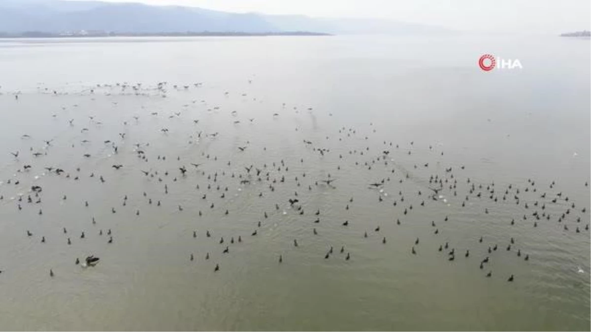 Binlerce kuşa ev sahipliği yapan Uluabat Gölü\'nde tehlike çanları çalıyor