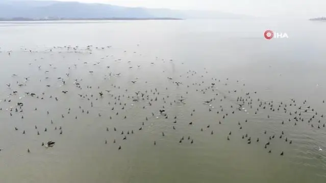 Binlerce kuşa ev sahipliği yapan Uluabat Gölü'nde tehlike çanları çalıyor