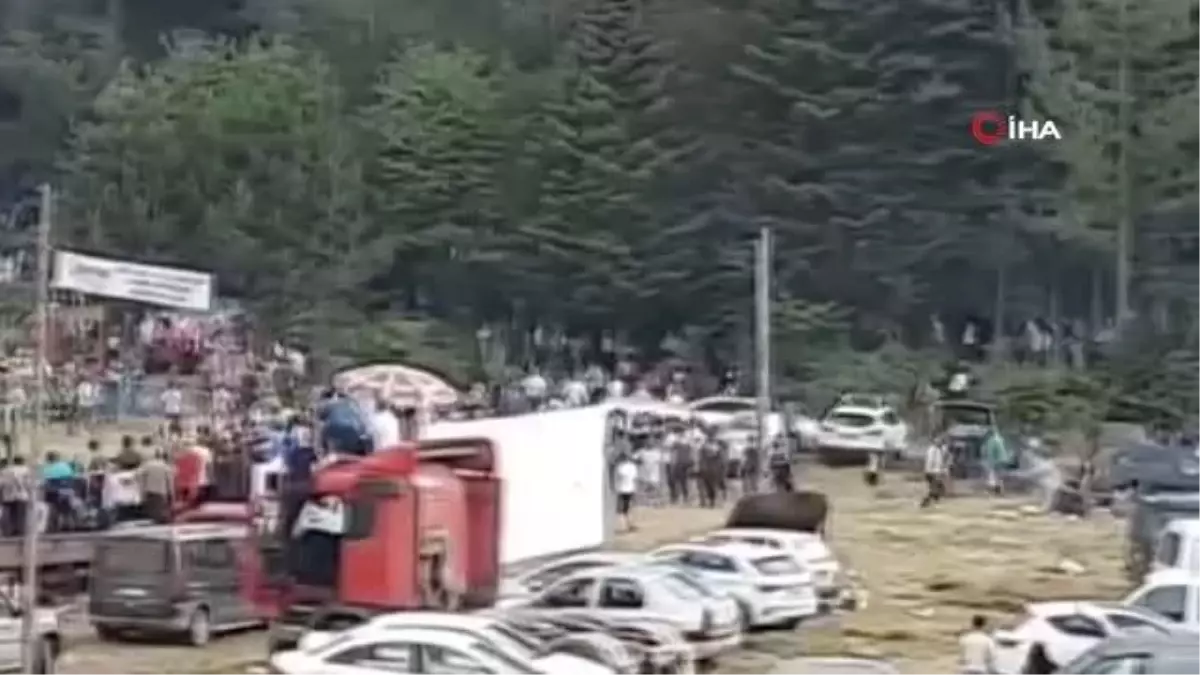 Boğalar seyircilerin arasına daldı kalabalık alkış tuttu