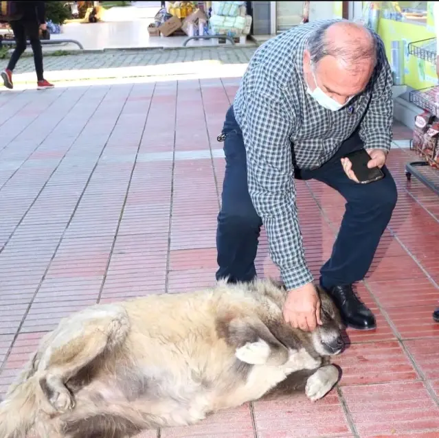 Boynuna ip takılarak sokak köpeklerini toplayan belediye personeline ceza kesildi Boynuna ip takılarak sokak köpeklerini toplayan belediye personeline ceza kesildi