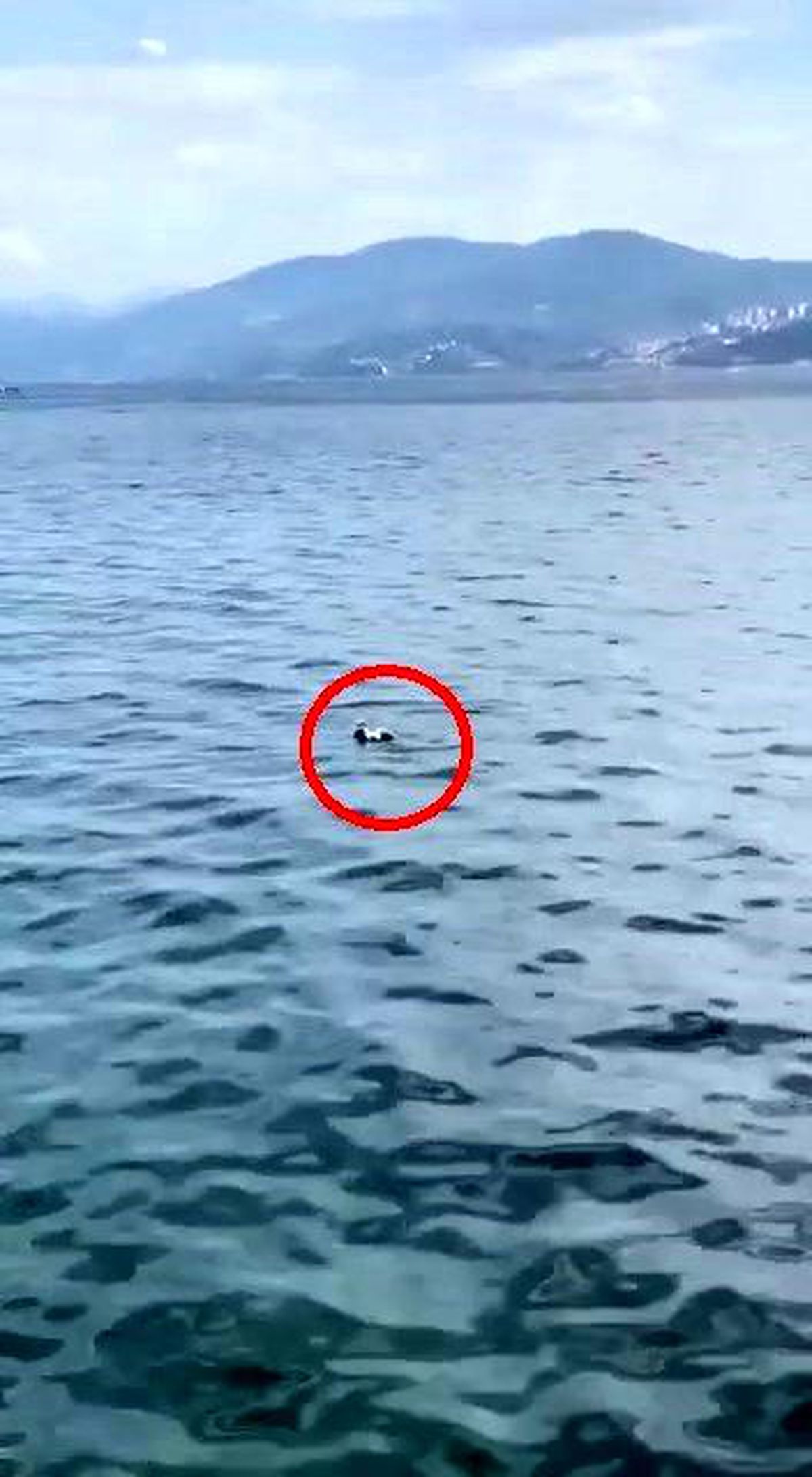 Bursa\'da oltaya balık yerine martı takıldı