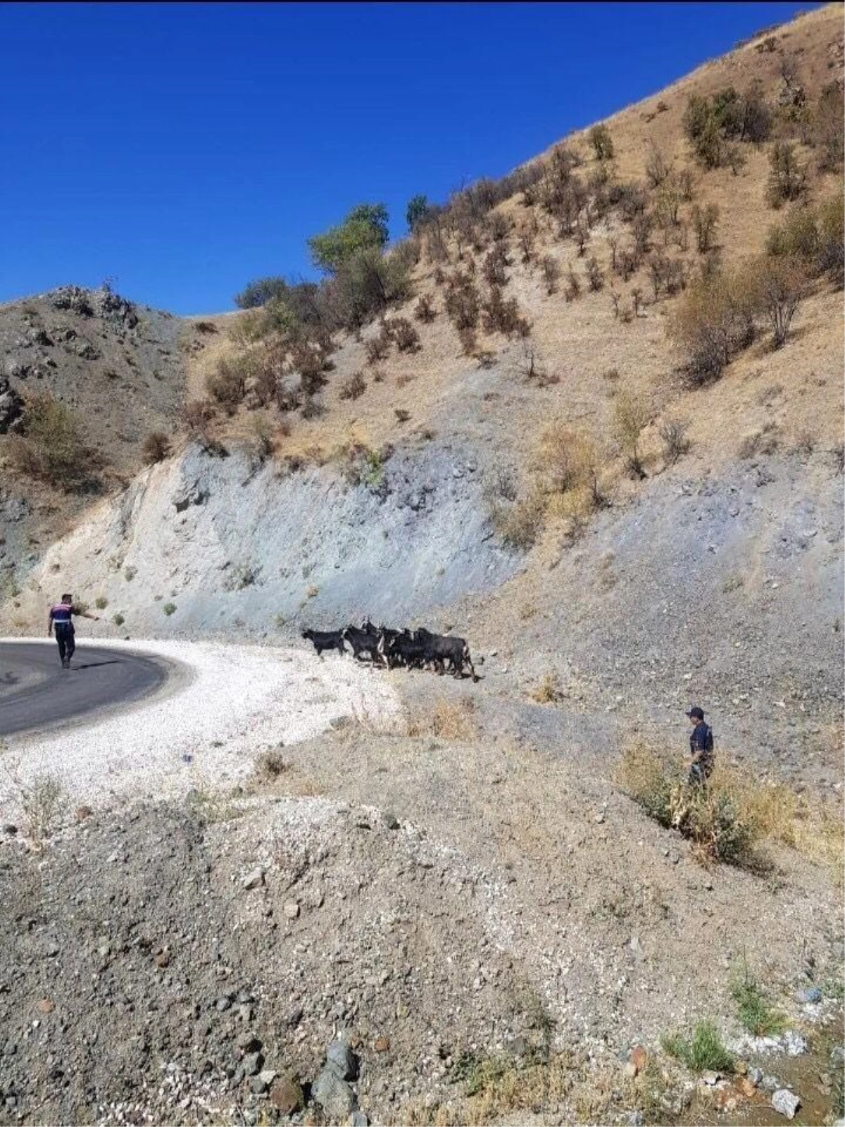 Son dakika: Elazığ\'da kaybolan keçiler jandarmanın drone desteği ile bulundu