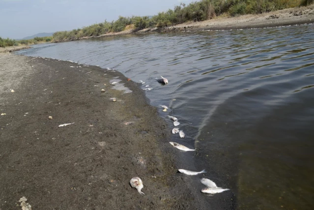 Son dakika haberleri: İzmir'de kıyıya vuran binlerce balığın ölümü endişelendirdi