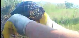 Kaplumbağa yanmaktan son anda kurtarıldı