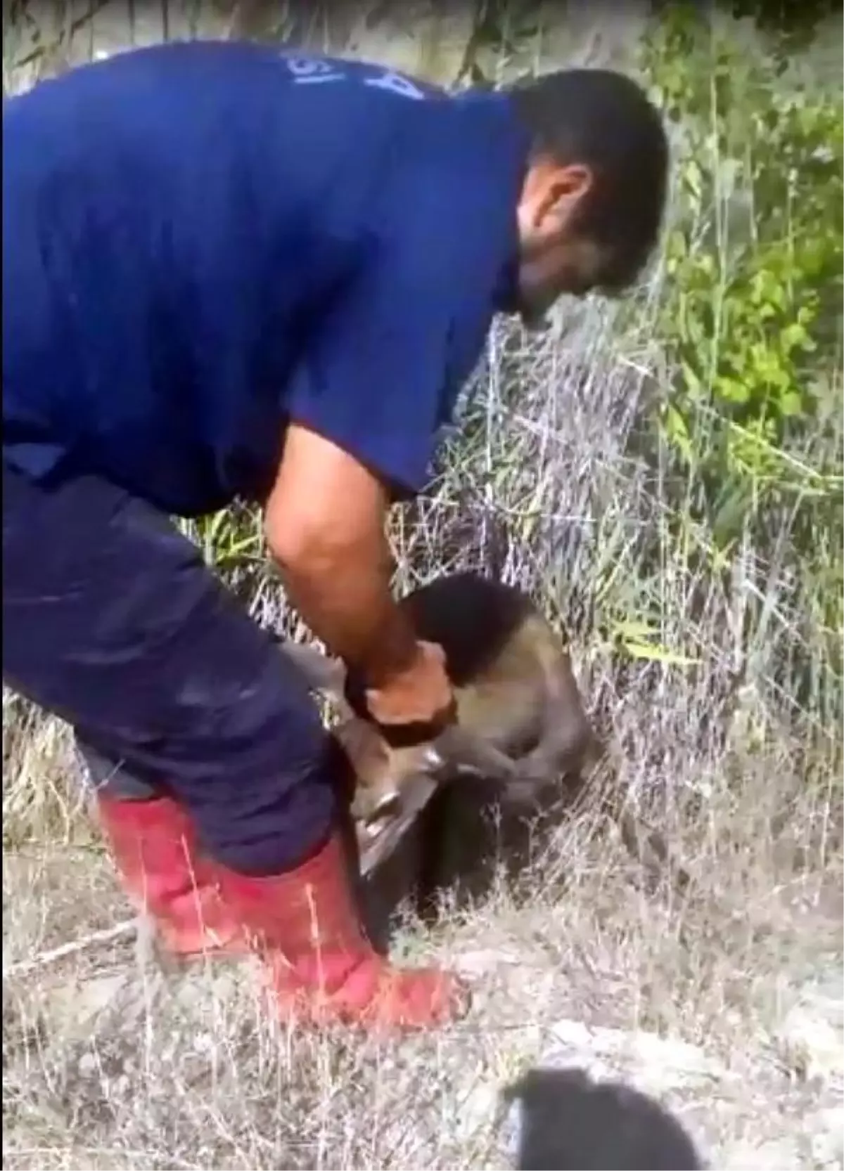 Son dakika haberi... Kuyuya düşen geyiği itfaiye kurtardı