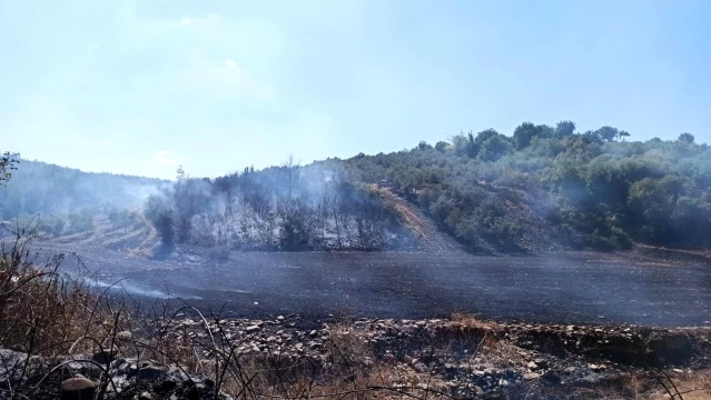 Osmaniye'de anız yangını ormanlık alana sıçradı