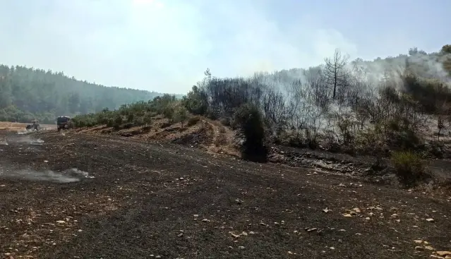 Osmaniye'de anız yangını ormanlık alana sıçradı