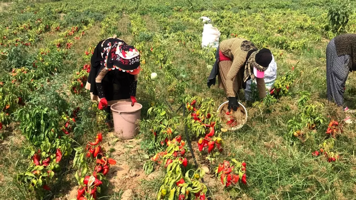 Yenice\'de meşhur kapya biberi hasadı başladı