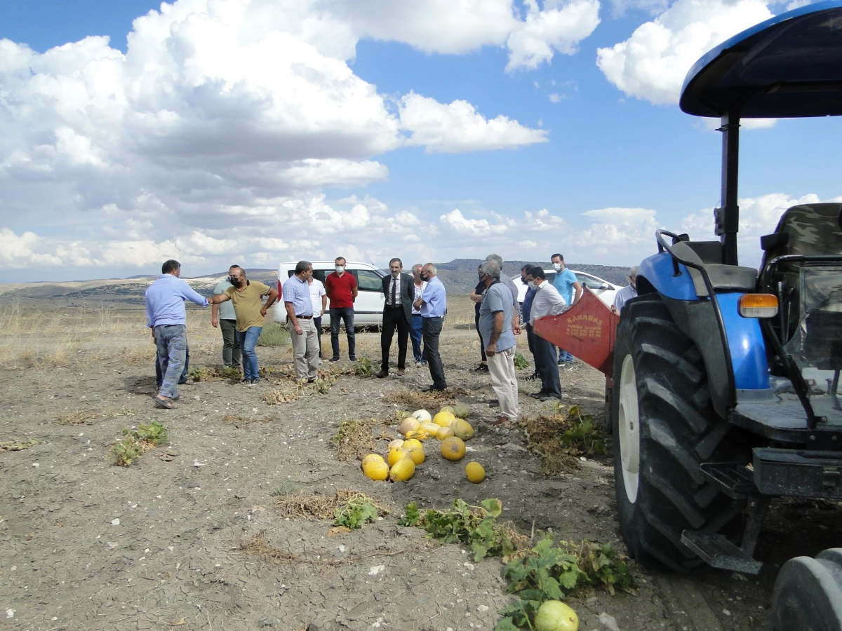 Arguvan\'da deneme ekimi yapılan çerezlik kabağın hasadı yapıldı