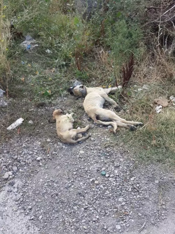 Belediyenin yol kenarına attığı köpekler araçların altında can verdi