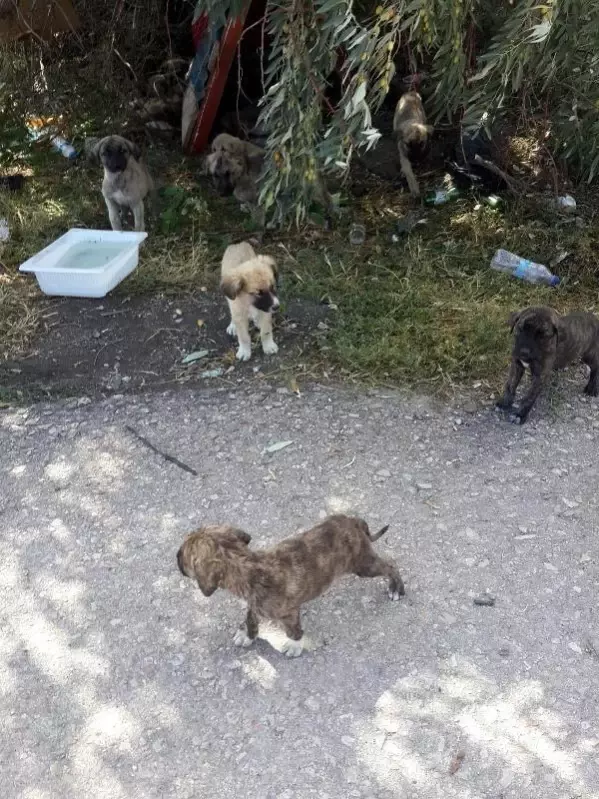 Belediyenin yol kenarına attığı köpekler araçların altında can verdi