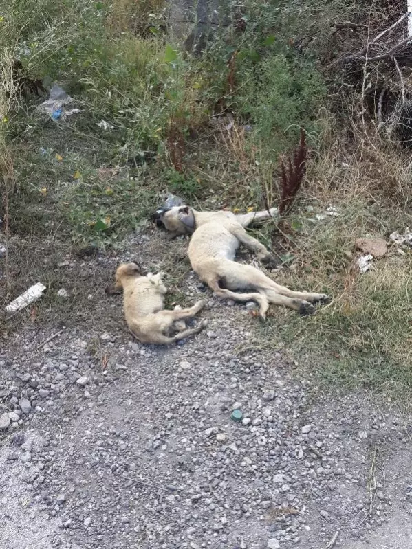 Belediyenin yol kenarına attığı köpekler araçların altında can verdi