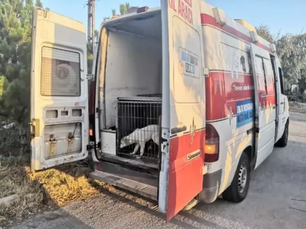 Belediyenin yol kenarına attığı köpekler araçların altında can verdi