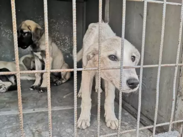 Belediyenin yol kenarına attığı köpekler araçların altında can verdi