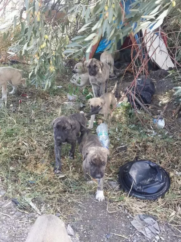 Belediyenin yol kenarına attığı köpekler araçların altında can verdi