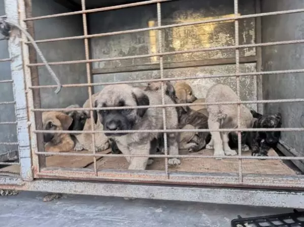 Belediyenin yol kenarına attığı köpekler araçların altında can verdi