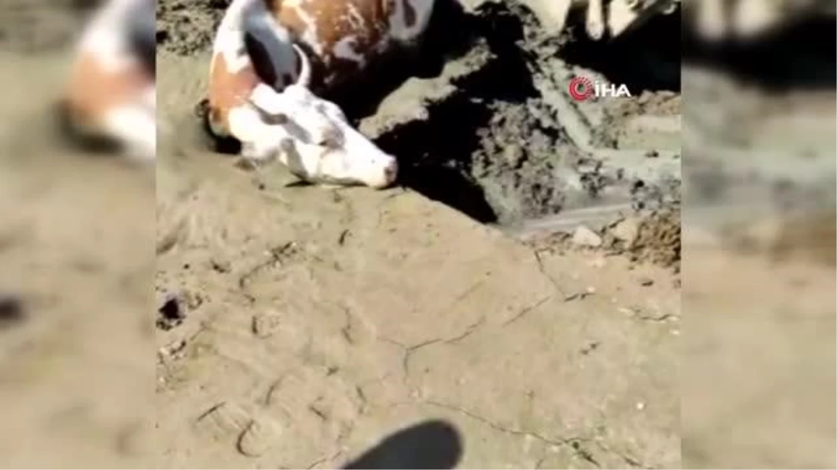 Bingöl\'de çamurda mahsur kalan ineği itfaiye ekipleri kurtardı