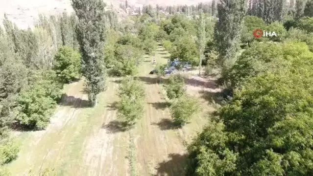 Ceviz hasadı üreticiyi üzdü, rekolte 10'da bire düştü Ceviz hasadı üreticiyi üzdü, rekolte 10'da bire düştü