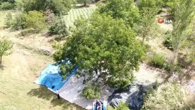 Ceviz hasadı üreticiyi üzdü, rekolte 10'da bire düştü Ceviz hasadı üreticiyi üzdü, rekolte 10'da bire düştü