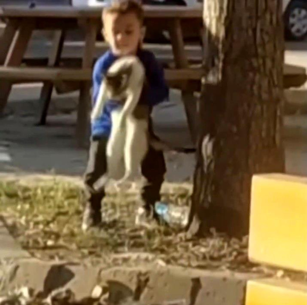Küçük çocuğun kedi sevgisi yürekleri ısıttı