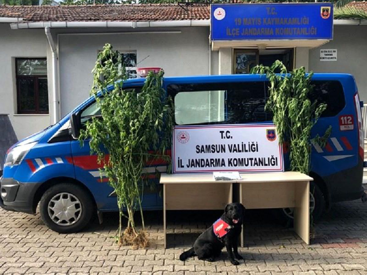 Samsun\'da çok sayıda narkotik madde ele geçirildi