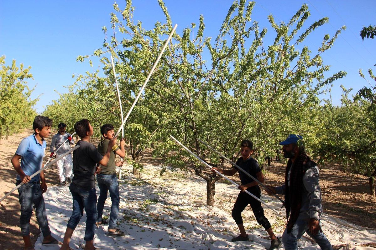 Şanlıurfa bademi Adıyaman bademine rakip oluyor