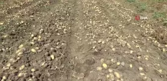 Vali ve Belediye başkanı kasket takıp yelek giyindikten sonra patates hasadı yaptı