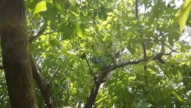 Bahçesinde yetiştirdiği cevizleri kendi toplayan Halit dede örnek oluyor Bahçesinde yetiştirdiği cevizleri kendi toplayan Halit dede örnek oluyor