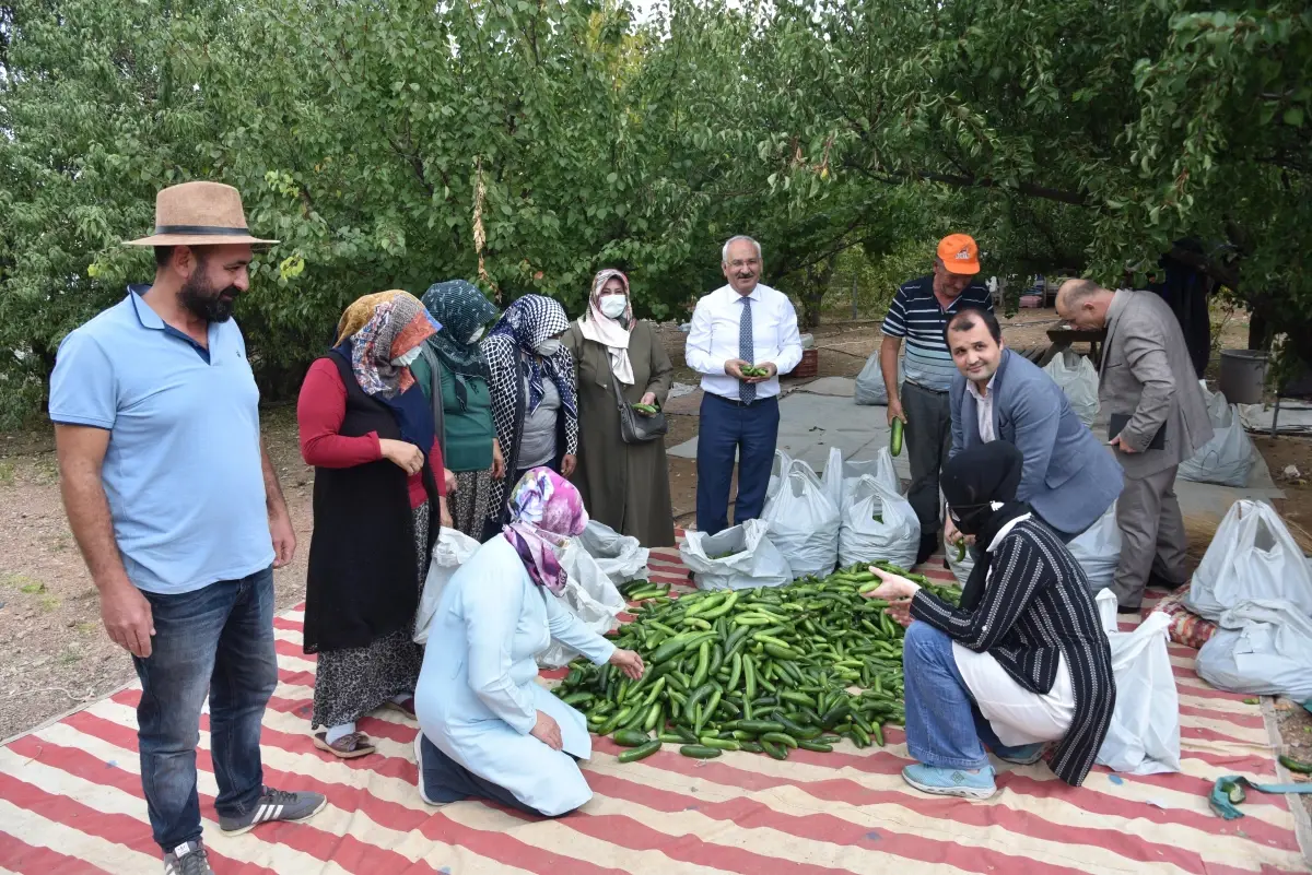 Bahşılı\'da bir üretici, kadın kooperatifine 500 kilogram salatalık hibe etti