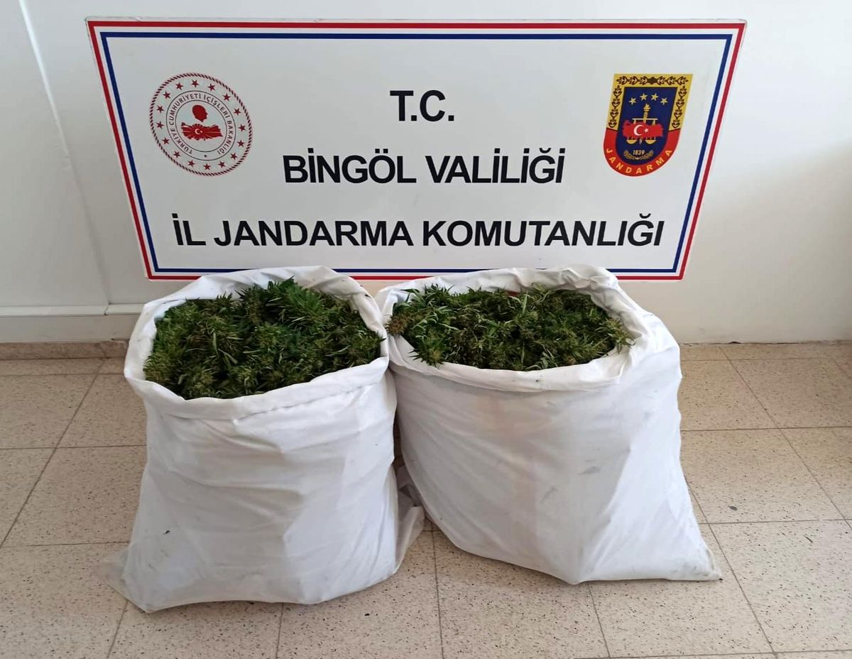 Bingöl\'de bin 473 kök kenevir ile 23 kilo skunk ele geçirildi