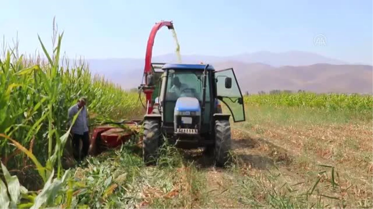 Devlet destekli yetiştirilen silajlık mısırın hasadına başlandı