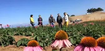 Son dakika haber: Isparta'da ekinezya tarlası görsel şölene hazırlanıyor