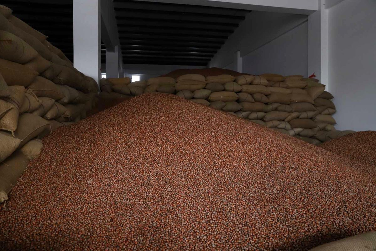 Ordu\'da bakımsız fındık bahçelerinin randımanı FINVER ile yükseldi